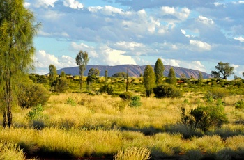 Uluru (Ayers Rock) i baggrunden - Northern Territory i Australien