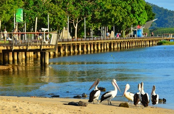 Pelikaner på strand lands esplanaden i Cairns - Queensland i Australien