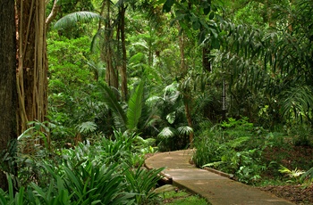 Gå en tur gennem den botaniske have i Cairns - Queensland i Australien