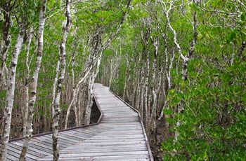 Botanisk Have med en plankegang gennem mangroverne i Cairns - Queensland i Australien