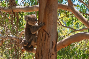 Koala på ved Hanson Bay på Kangaroo Island - South Australia