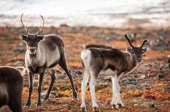Rener i Abisko NP
