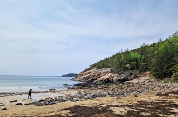 Sandy Beach i Acadia National Park - Maine i USA