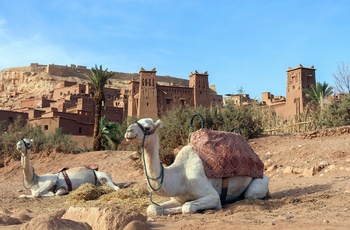 Dromedar foran Ait Ben Haddou - ikoniske lerby mellem Atlasbjergene og ørkenen i Marokko - Foto: Aleksander Stypczynski, Unsplash