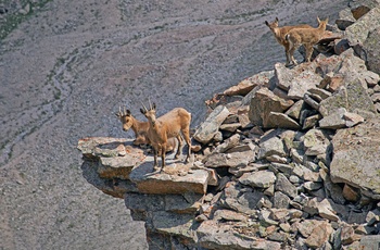 Den sibierske stenbuk i Ala Archa National Park i Kirgisistan