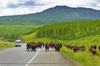 Bisonflok krydser vej i Alaska