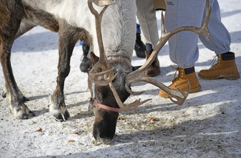 Rensdyr og besøgende på Running Raindeer Ranch nær Fairbanks - Alaska