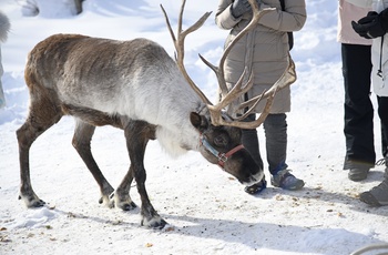 Rensdyr og besøgende på Running Raindeer Ranch nær Fairbanks - Alaska