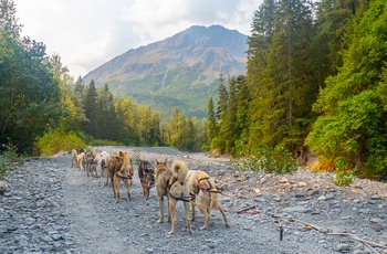 På tur med slædehunde i sommerhalvåret i Alaska