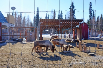 Julemandens rensdyr i byen North Pole - Alaska