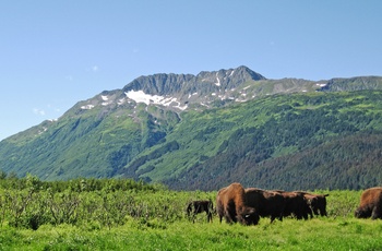 Alaska Wood Bison i Delta Bison Sanctuary området - Alaska