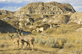 Vildt i Dinosaur Provincial Park - Alberta i Canada