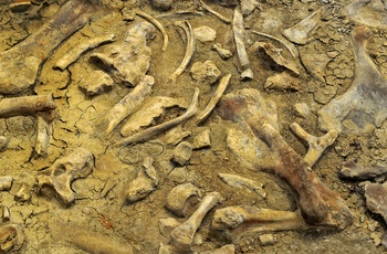 Fossiler i Dinosaur Provincial Park - Alberta i Canada