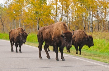 Bisonokser på vej i Elk Island National Park - Alberta