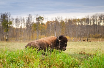 Bison i Elk Island National Park i Alberta, Canada