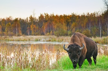 Bison i Elk Island National Park i Alberta, Canada