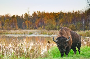 Bison i Elk Island National Park i Alberta, Canada