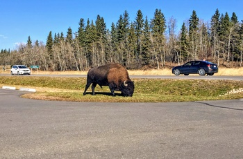 Vej gennem Elk Island National Park, Alberta i Canada