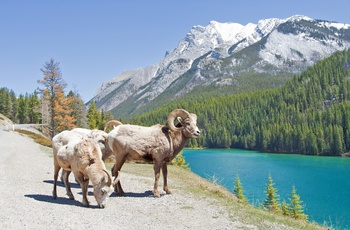 Bighorn får ved Lake Minnewanka i Banff NationalPark, Alberta i Canada