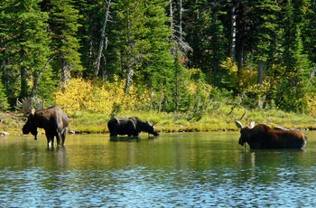 Elge set i Waterton Lakes National Park, Alberta i Canada