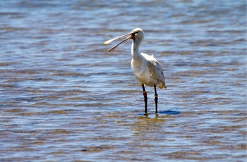 Skeand - Ria Formosa