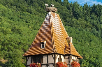 Storke i Chatenios - Alsace