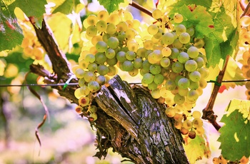 Druer på en vinmark i Alsace