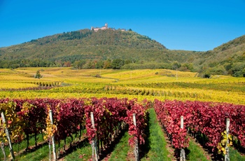 Vinmarker og Haut Koenigsburg slot, Alsace i Frankrig