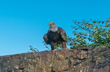 Flot ørn i Ørneparken ved Kintzheim, Alsace