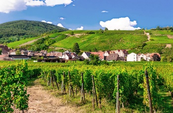 Landsby og vinmarker langs vinruten i Alsace