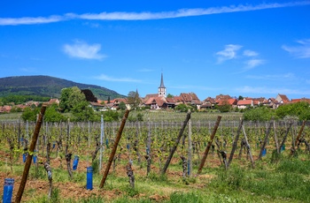 Vinmarker der omgiver byen Mittelbergheim i Alsace, Frankrig