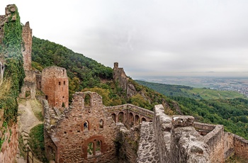 Den gamle borg Saint Ulrich ved Ribeauville, Alsace i Frankrig