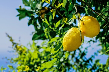 Citrontræer på Amalfikysten