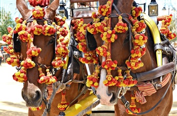 Udsmykkede heste i optog i Jerez de la Frontera, Andalusien
