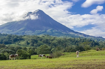 Heste græsser ved Arenal vulkanen i Arenal Volcano National Park - Costa Rica