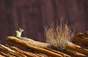 Lille gnaver i Canyon de Chelly National Monument - Arizona