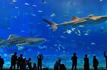 Oplev hvalhajer i Georgia Aquarium i Atlanta