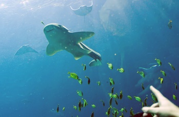 Oplev hvalhajer i Georgia Aquarium i Atlanta