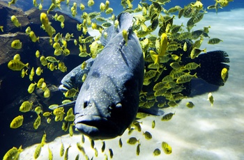 Sjove skabninger i Georgia Aquarium i Atlanta