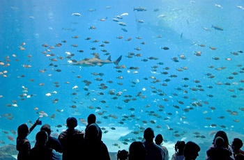 Se tusindvis tropiske fisk