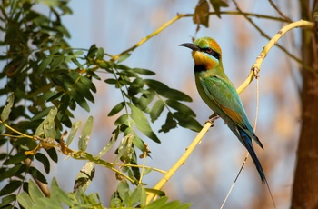 Farverig fugl i Australien