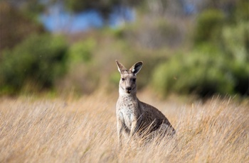 Kænguru i Australien