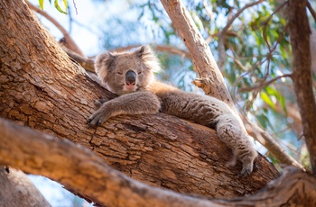 Koala slapper af i træerne - Australien