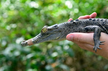 Krokodille unge vises frem i Zoo