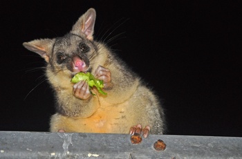 Possum i Australien