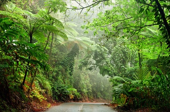 Vej gennem Daintree Rainforest - Queensland i Australien