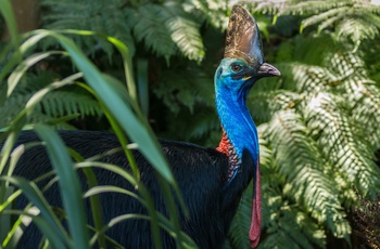 Den sjældne Cassowary - eller kasuar på dansk lever i Daintree Rainforest - Queensland i Australien