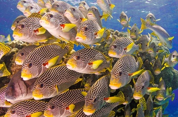 Fiskestime ved Great Barrier Reef - Queensland i Australien