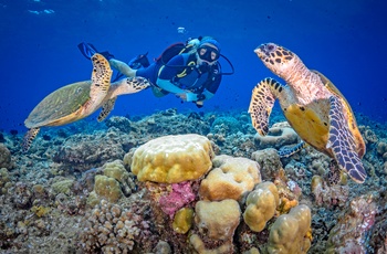 Dykning ved Great Barrier Reef - Queensland i Australien