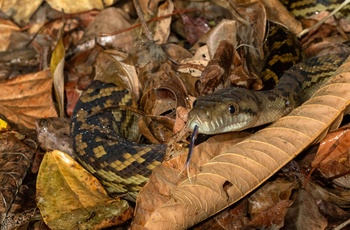 Lille Phyton i Wooroonoorans Nationalpark - Queensland i Australien